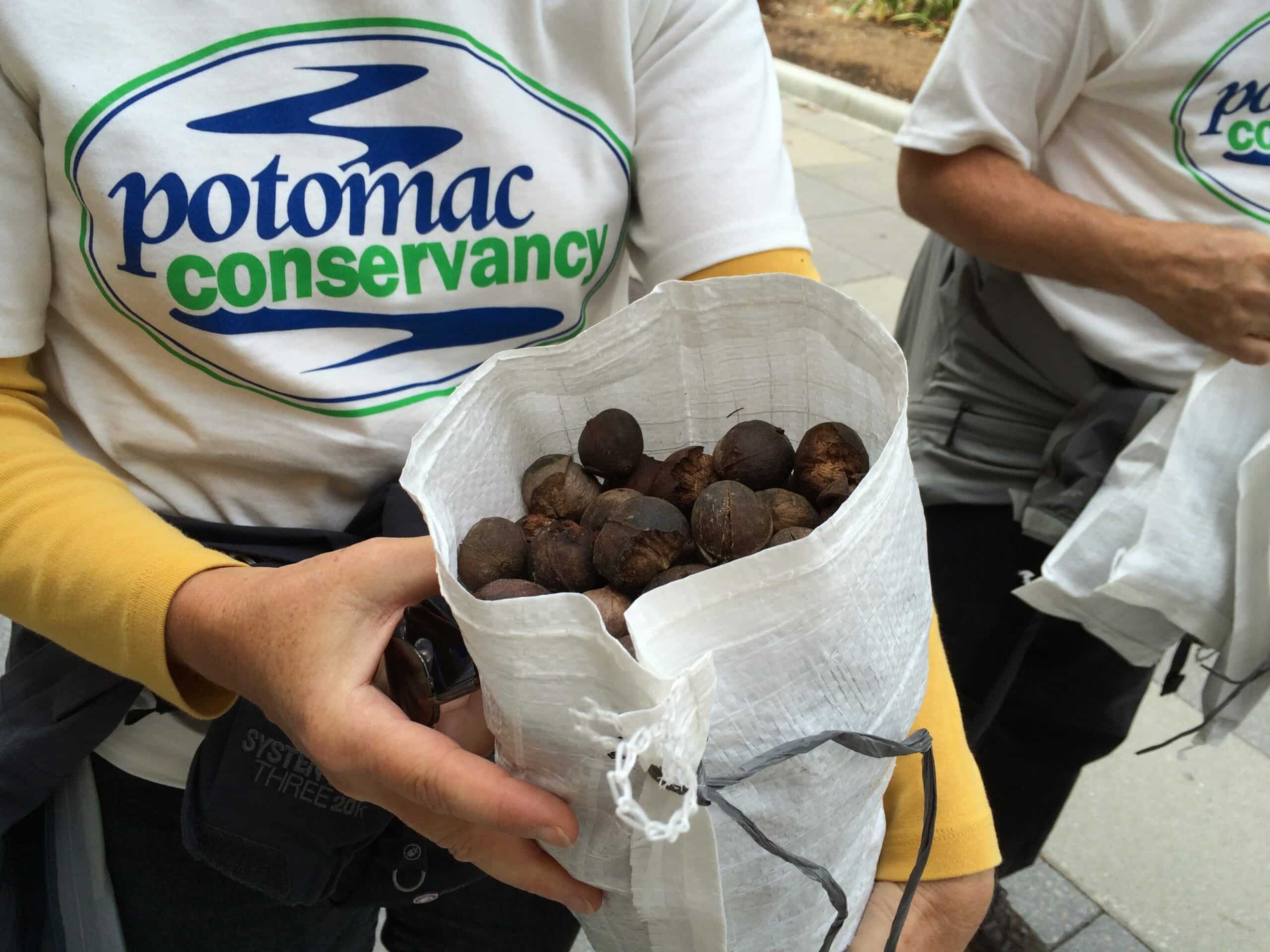 Nuts about acorns: Maryland's Department of Natural Resources